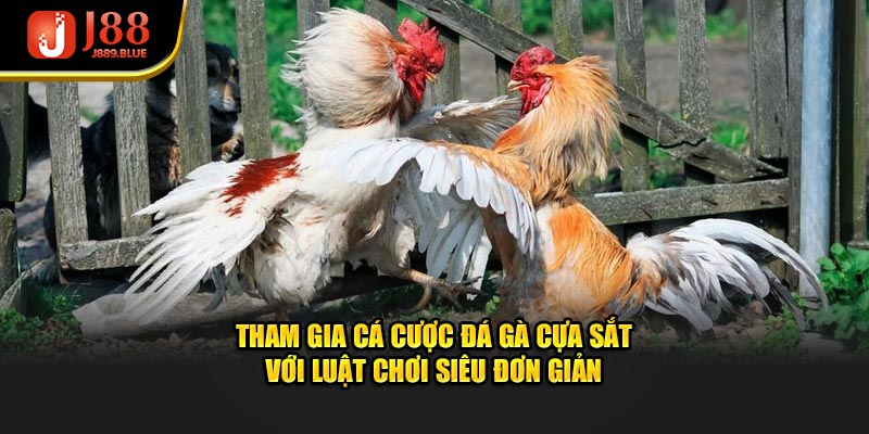 Tham gia cá cược đá gà cựa sắt với luật chơi siêu đơn giản
